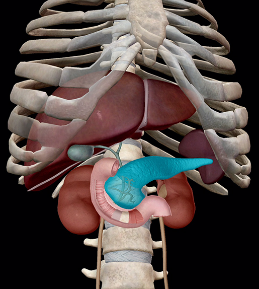 endocrine-system-pancreas-in-context